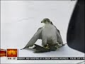 Bird Hits Side of Building of Today Show