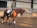 Bagheera baldwin x balzflug