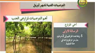 توصيات زراعية| تعرف على اهم التوصيات لمزارعي العنب خلال شهر ابريل 2020