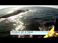 Caught on Tape: Blue Whale Swims Next to Kayaker, Footage Snapped from Cellphone
