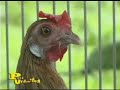Pets Unlimited\