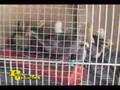 Pets Unlimited's The Bantam Chicken