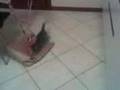 videos de Darco gattino che gioca con sporta di carta