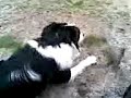 schapen drijven