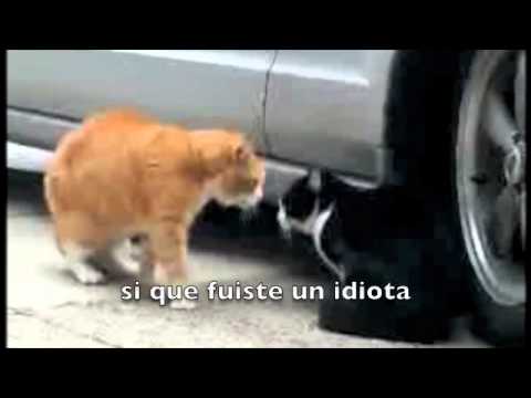 pelea gatos
