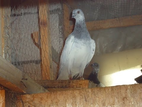 visokoletac - Subscribe--- Kliknite na Pigeonaire Productions da vidite više mojih filmova Don't forget to check out my other videos, just by clicking on Pigeonaire Pro...