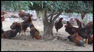 Phóng sự: Uông Bí chủ động ứng phó với các chủng virut cúm gia cầm có thể lây sang người