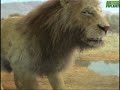 Animal Face-Off: Lion vs. Croc