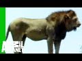 Animal Face-Off: Lion vs. Croc