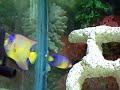 Queen Angelfish, Doctorfish, and damsel fish