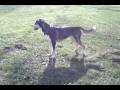 videos de Jenner, the Fastest Dog in Springfield, Ohio