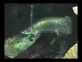Toto Aquarium