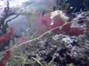 London Aquarium 3