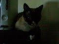 Lucy the Siamese cat Lucy the Siamese cat