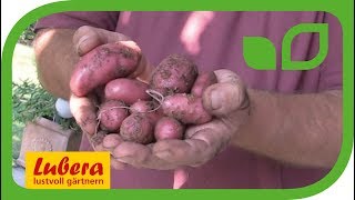 Kartoffeln ernten von Pflanzen im Topf