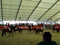 Pferdemesse Wels 2007