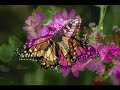 How To Create A Garden For Birds And Butterflies How To Create A Garden For Birds And Butterflies