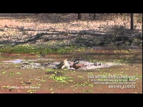 Lucky escape - crocodile attacks impala, Luangwa, Zambia