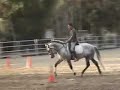 Tim Keeling and Gallareto  Dressage Training
