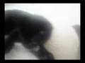 videos de Jack The Kitty Wizard: Episode 7