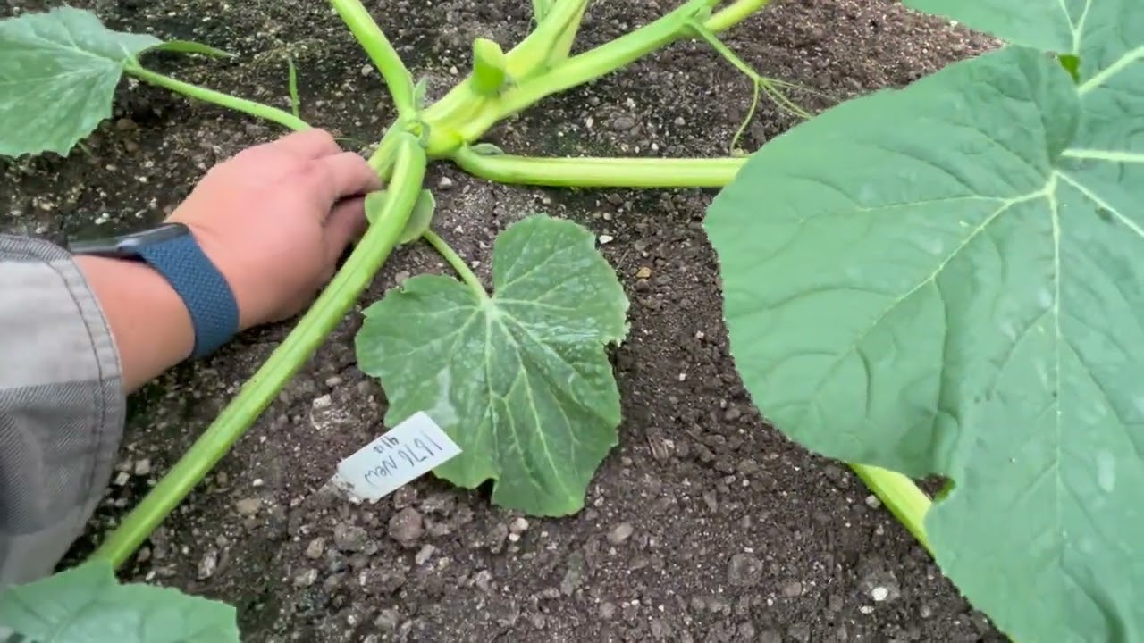 I cut out half my plants!