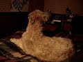 soft coated wheaton terrier meowing
