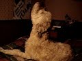 Soft Coated Wheaton Terrier Meowing Soft Coated Wheaton Terrier Meowing