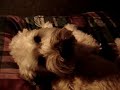 soft coated wheaton terrier meowing