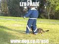 German shepherd dog training decoy course 2 German shepherd dog training decoy course 2