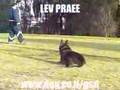 German shepherd dog training decoy course 2