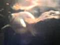 videos de leonard!