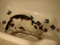 Bathtub is my favourite place!!