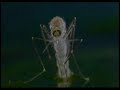 AUTOMATA - CASINO videoclip