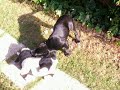Labrador negro chingando a vaca