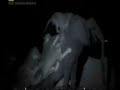 seven lions fight against  an elephant