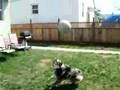Australian Shepherd Jovi and his Doggles