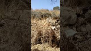 فلسطين ....قرية الخيريه قضاء يافا