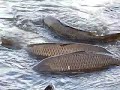 Lake Delton Lots of Huge Carp Struggling to Survive