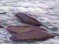 Lake Delton Lots of Huge Carp Struggling to Survive