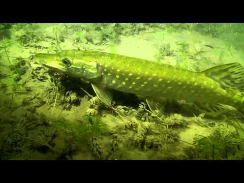 See video