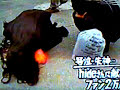 X JAPAN 1998 Girl Chick ???? Hide ??? Yoshiki Toshi Heath X JAPAN 1998 Girl Chick ???? Hide ??? Yoshiki Toshi Heath