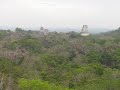 Tikal ruins at dawn - Howler Monkeys , GUATEMALA