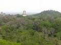 Tikal ruins at dawn - Howler Monkeys , GUATEMALA