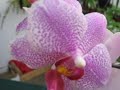ORCHIDEA-HOBBY ORCHIDEA-HOBBY