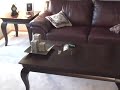 Carbon Butterfly Livingroom Flyer - Lightest and Smallest RC