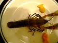 videos de lobster malt 001.AVI