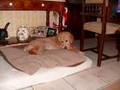 pups 1 jaar_0001.wmv