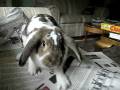 videos de Holly the bunny