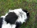 Rexi
