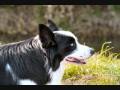 2008-10-12 Border Collie Kennel Dazzling Daybreak